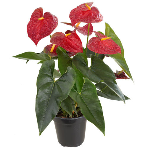 anturio vermelho