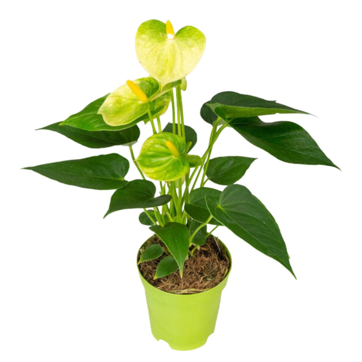 anturio preto