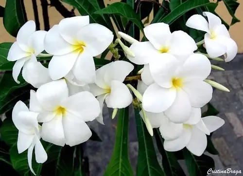 Buquê de noiva vaso