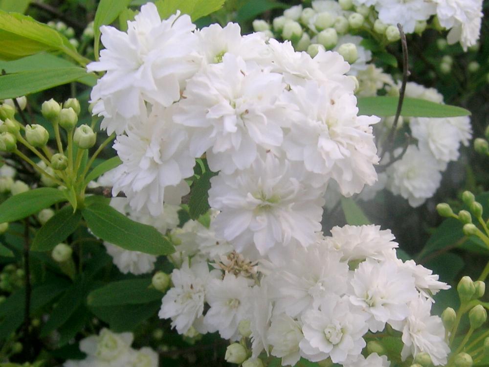 Spiraea cantoniensis