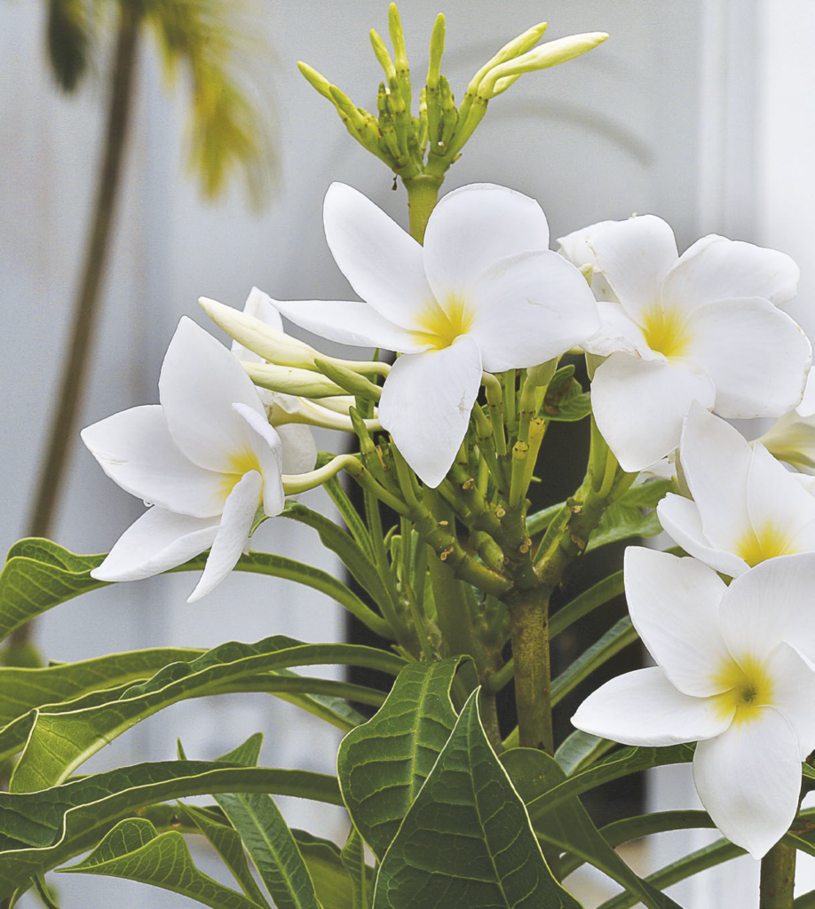 Plumeria pudica