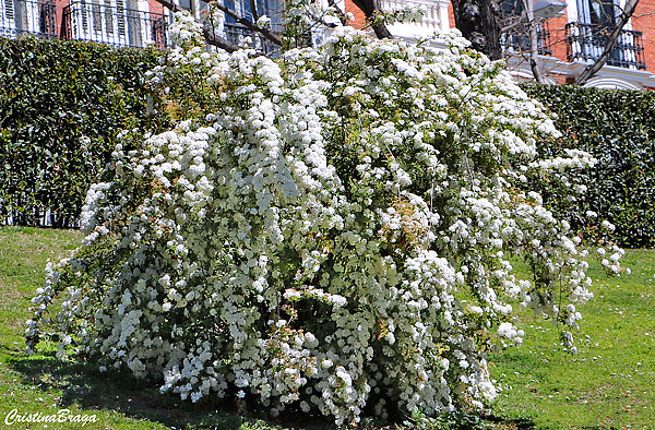 Spiraea cantoniensis