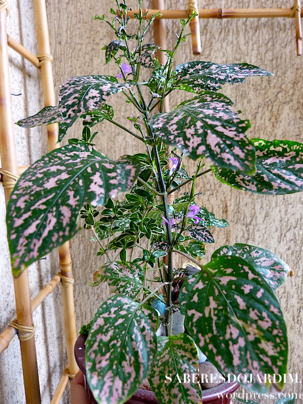 plantas com folhas coloridas para decorar casa