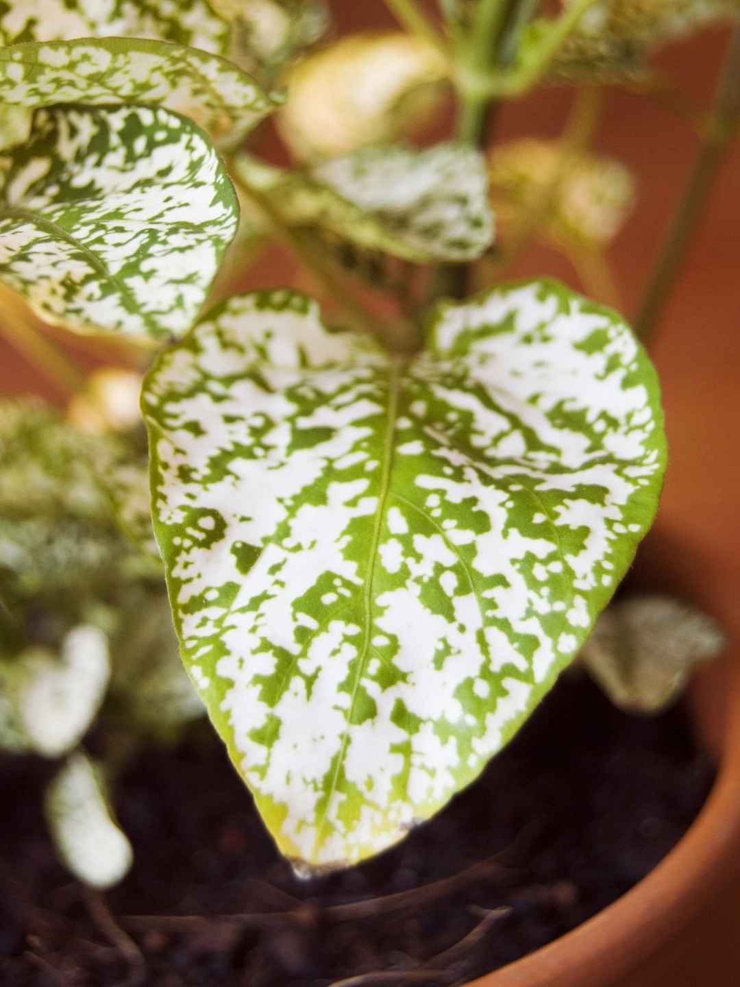 preço muda planta confete