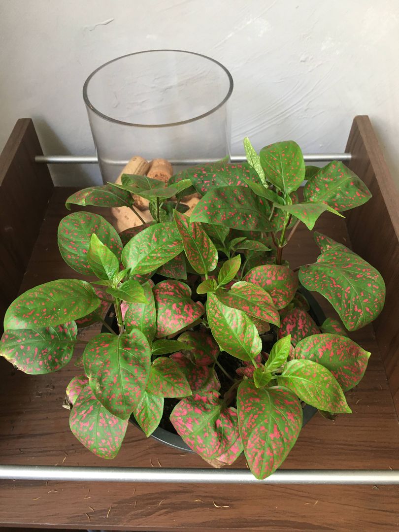 erros comuns ao cuidar de planta confete