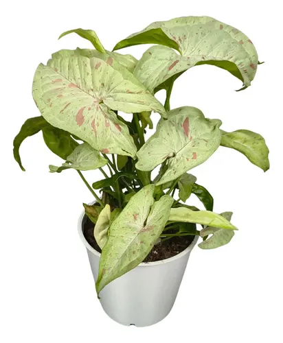 planta confete vs kalanchoe