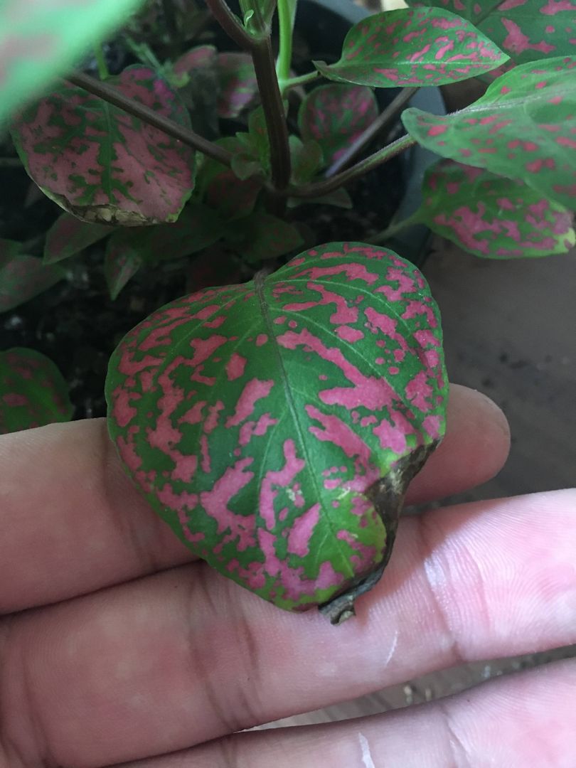 planta confete meia sombra