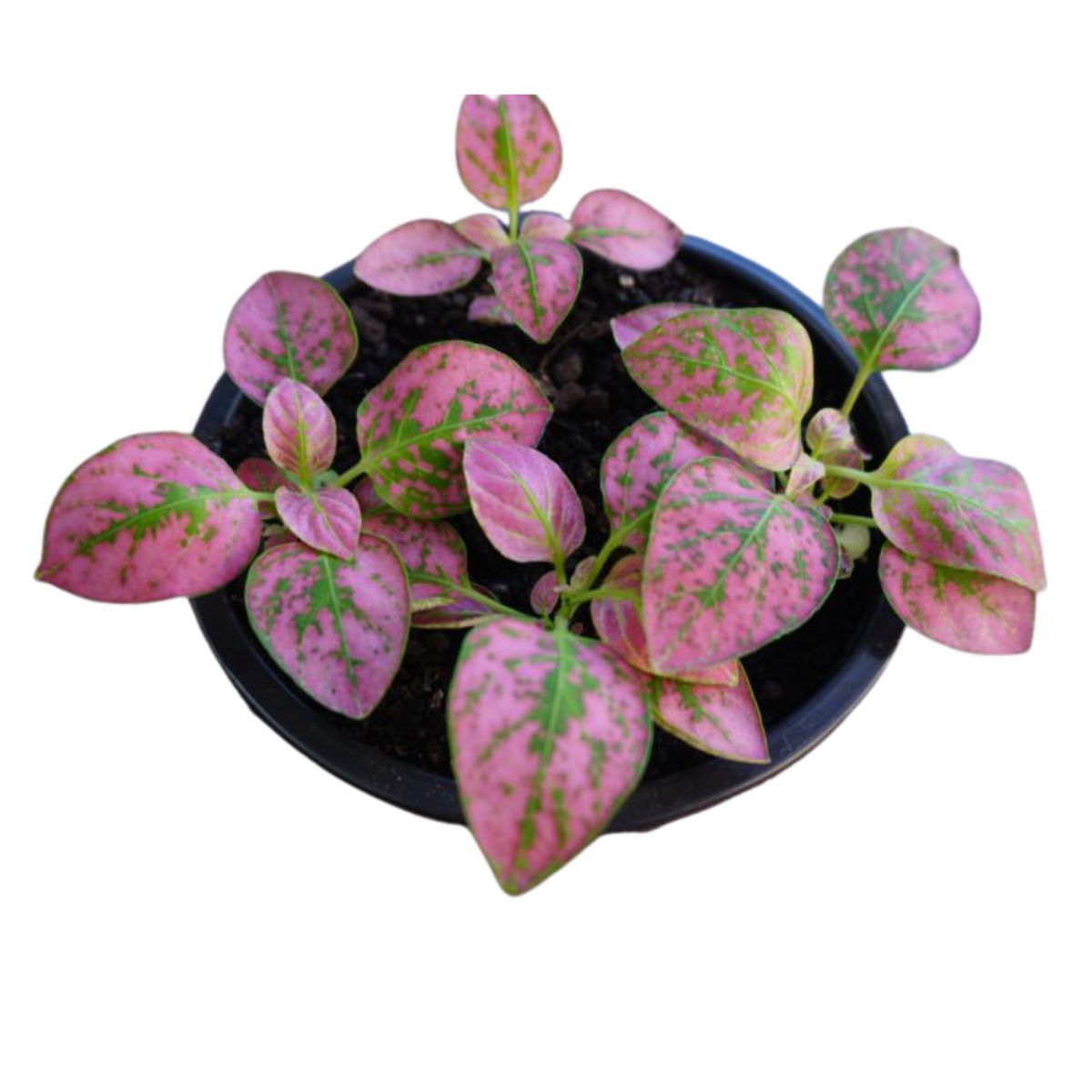 plantas com folhas coloridas para decorar casa