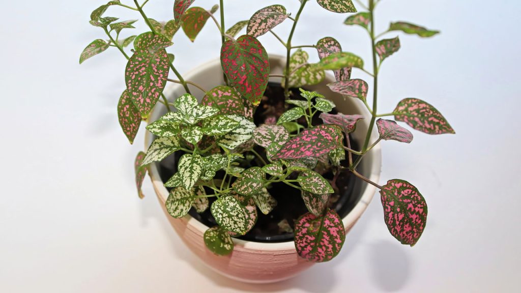 erros comuns ao cuidar de planta confete