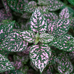 planta confete vs kalanchoe