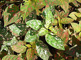 preço muda planta confete