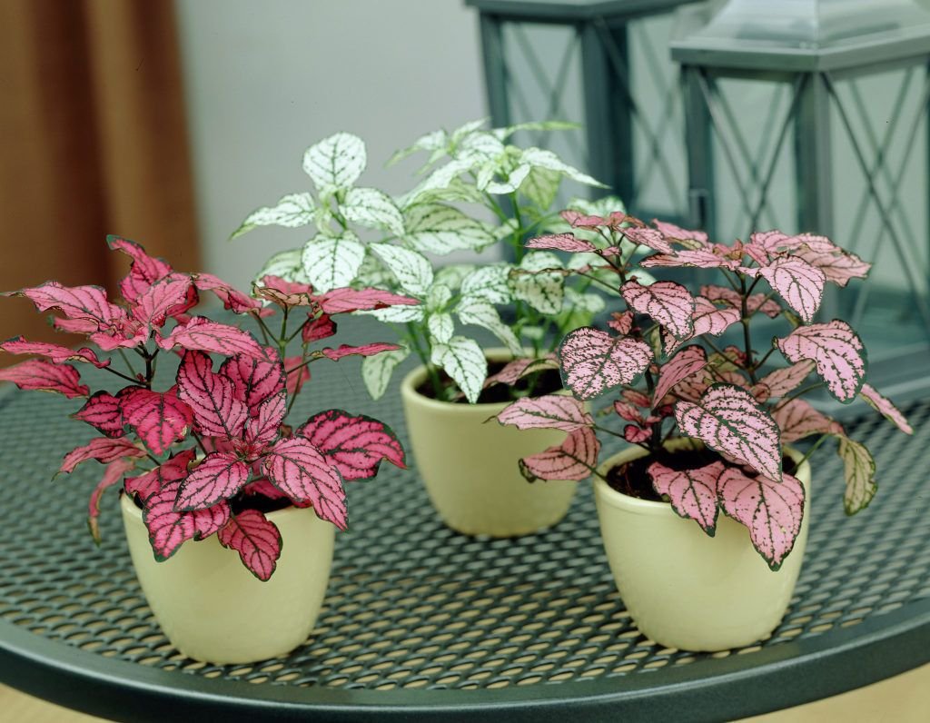 planta confete meia sombra