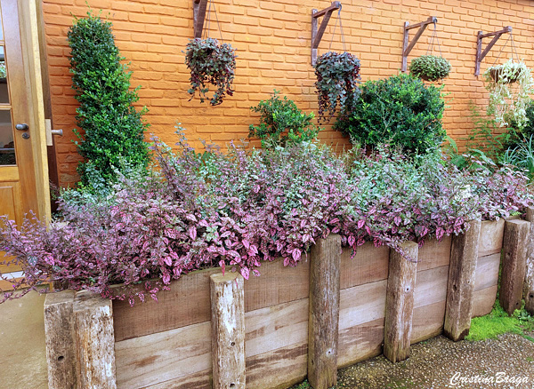 plantas com folhas coloridas para decorar casa