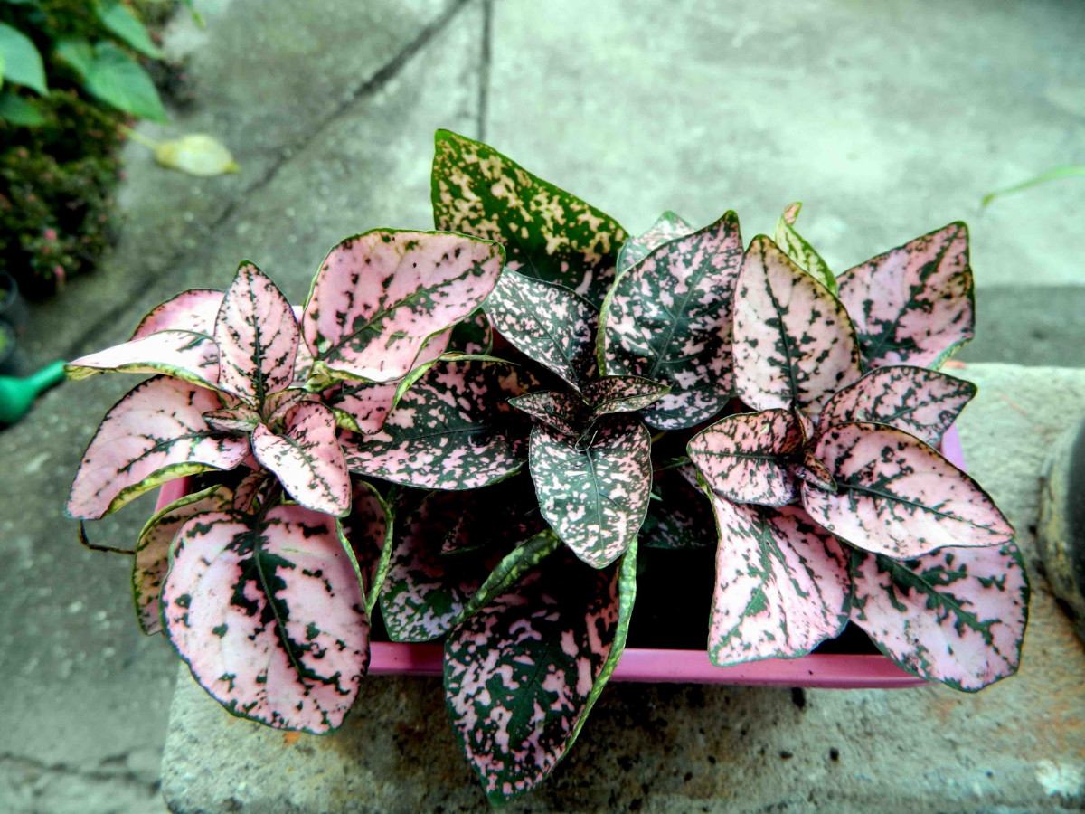 erros comuns ao cuidar de planta confete