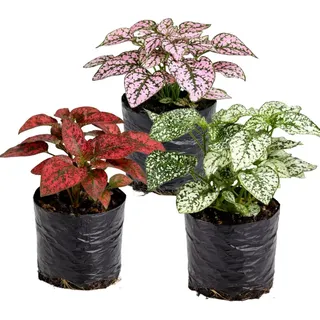 planta confete vs kalanchoe