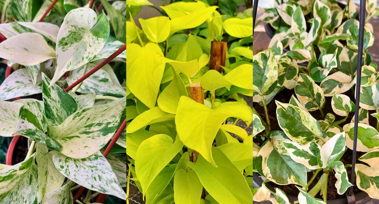 tipos de plantas jiboia para decorar casa