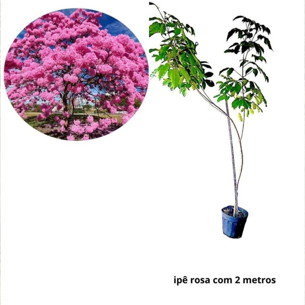ipe amarelo cultivo