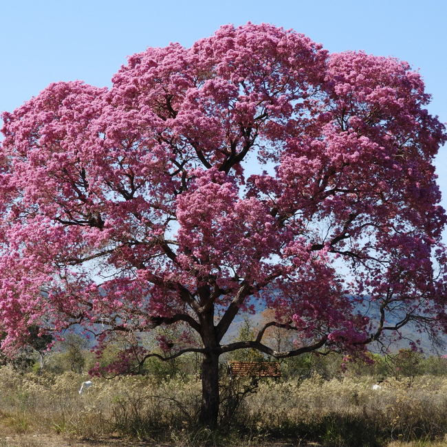 ipe rosa cuidados