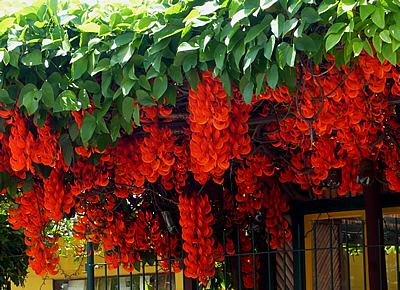 Mucuna bennettii cuidados