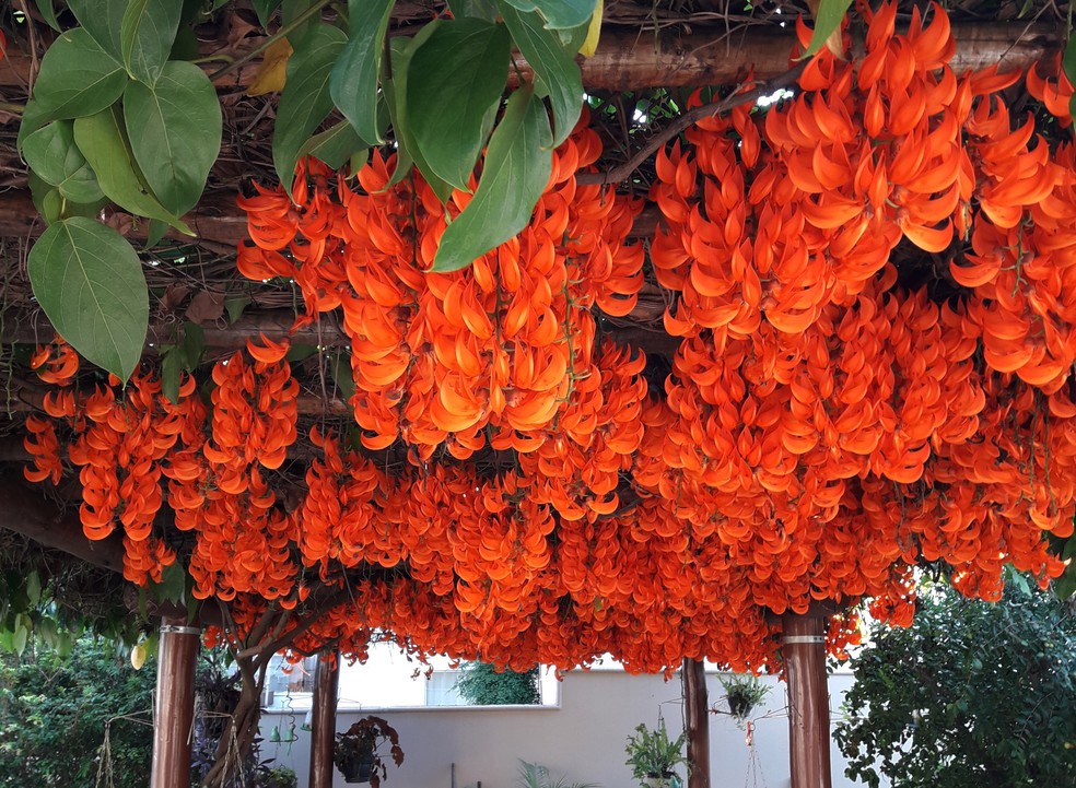 Planta trepadeira vermelha