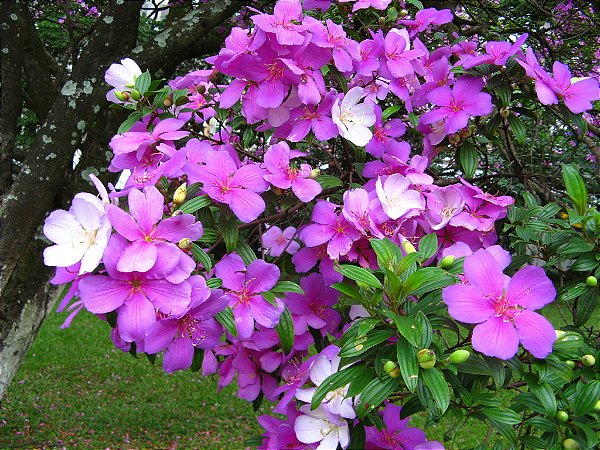 Manacá de cheiro cultivo