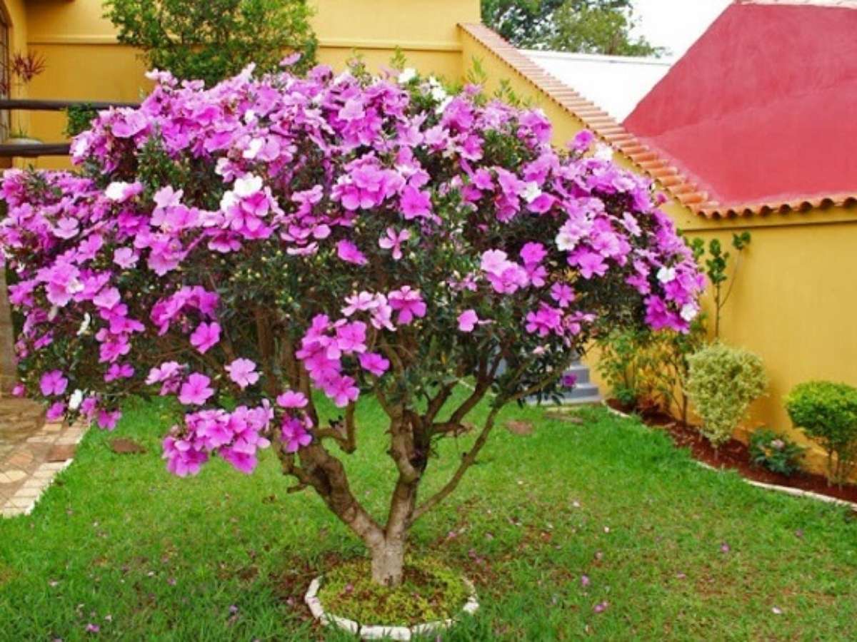 Como plantar manacá em vaso