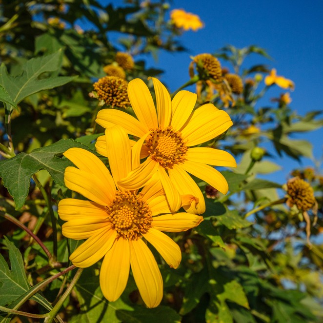 Tithonia diversifolia