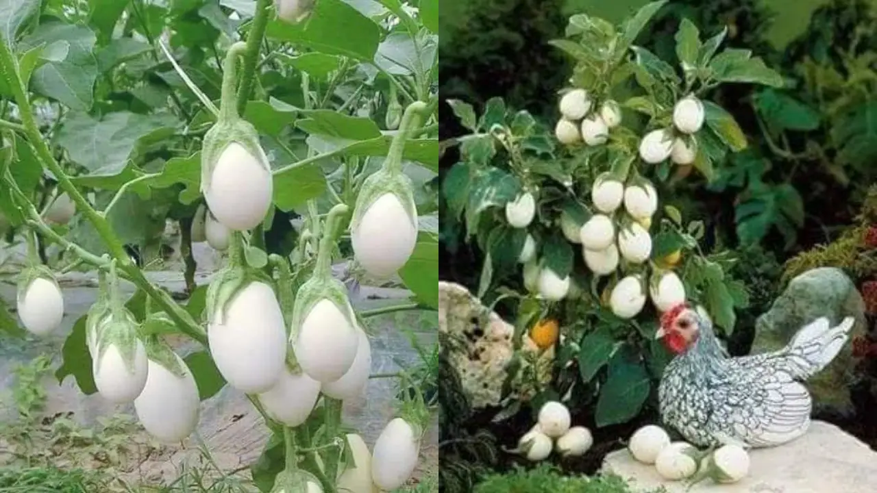 plantas ornamentais que parecem ovos