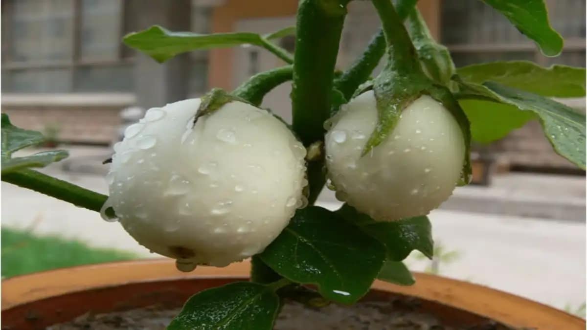 erros comuns ao cultivar planta ovo