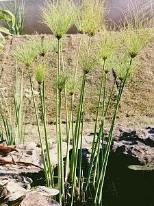 Cyperus papyrus