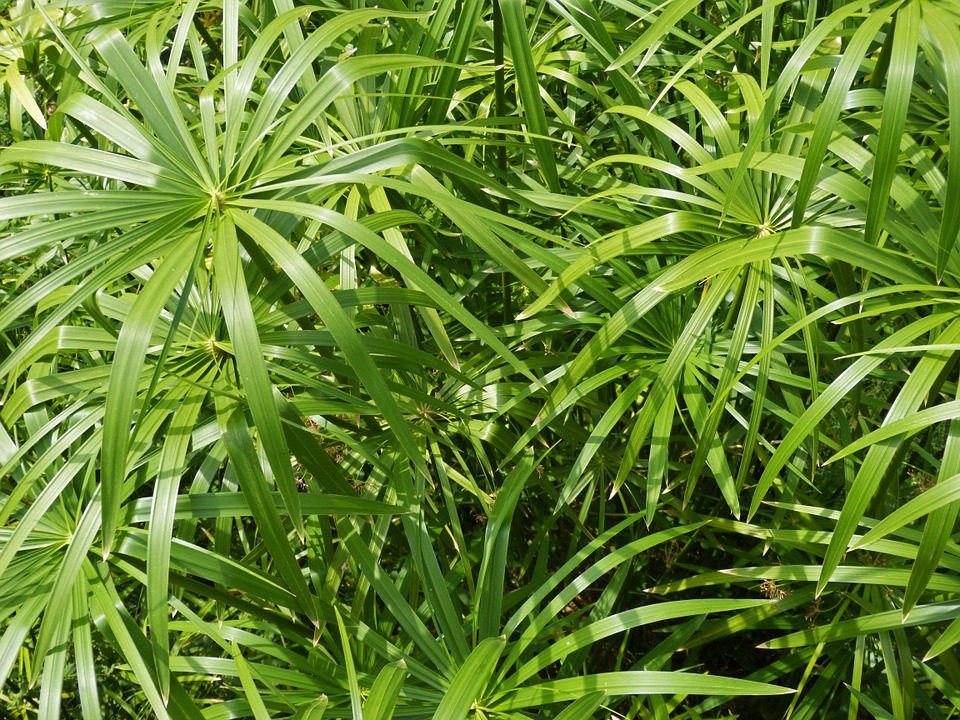 Cyperus giganteus