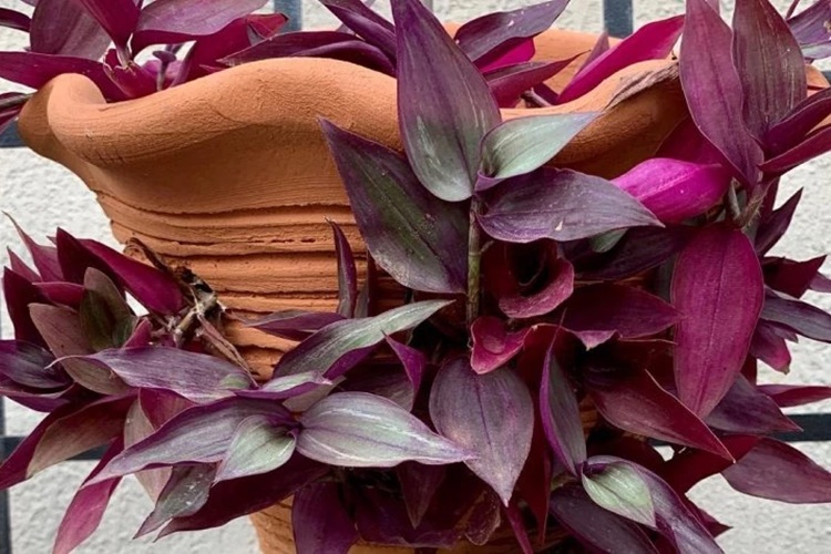 planta pendente roxa