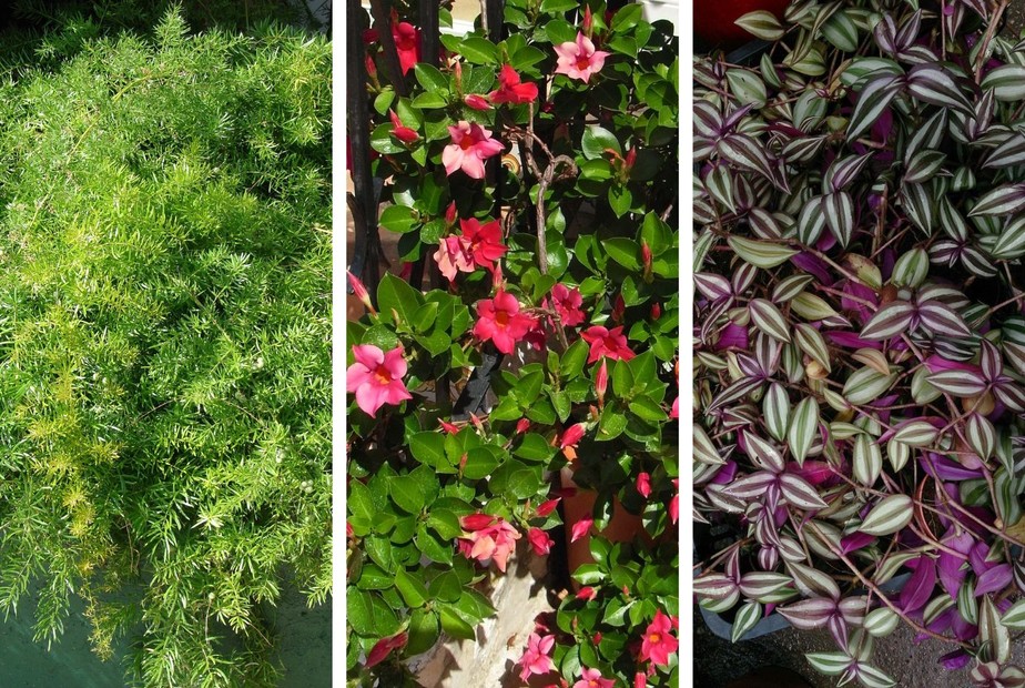 melhores plantas pendentes roxas para decorar