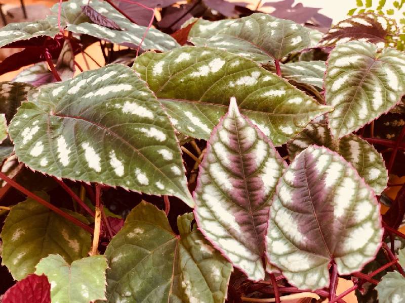 quanto custa uma planta pendente roxa