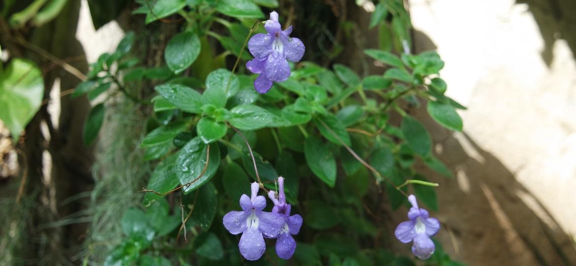 erros comuns ao cuidar de plantas pendentes roxas