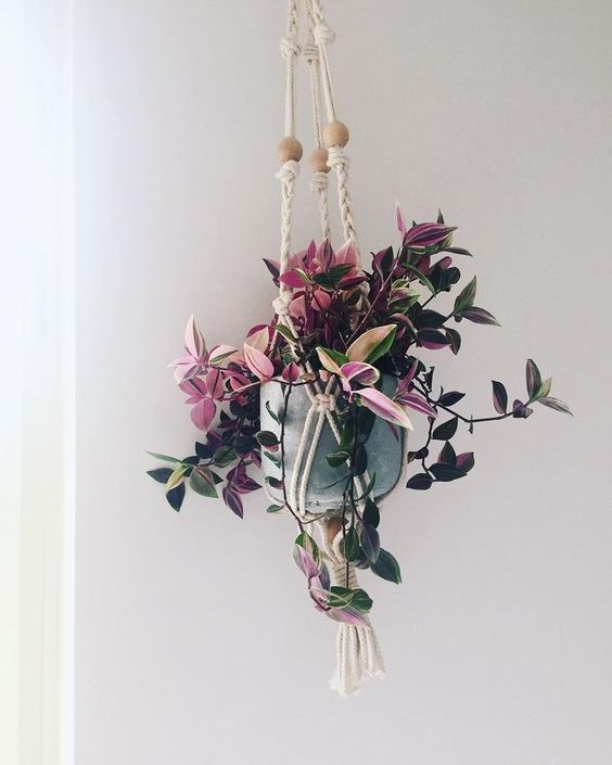 lambari roxo vs trapoeraba roxa qual escolher