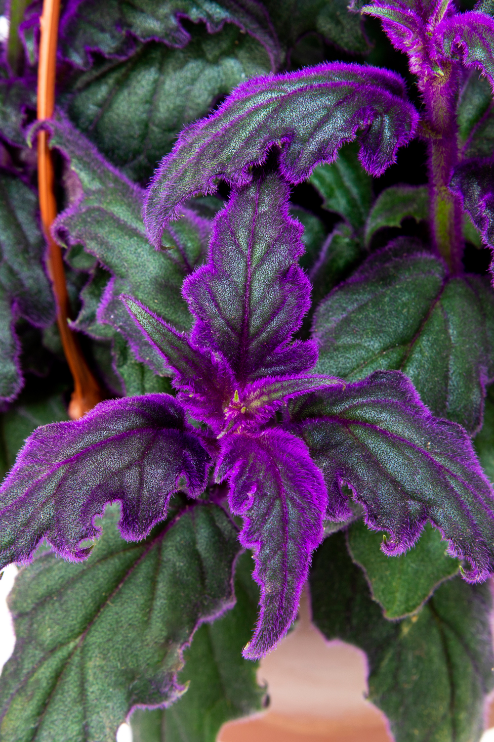 quanto custa uma planta pendente roxa