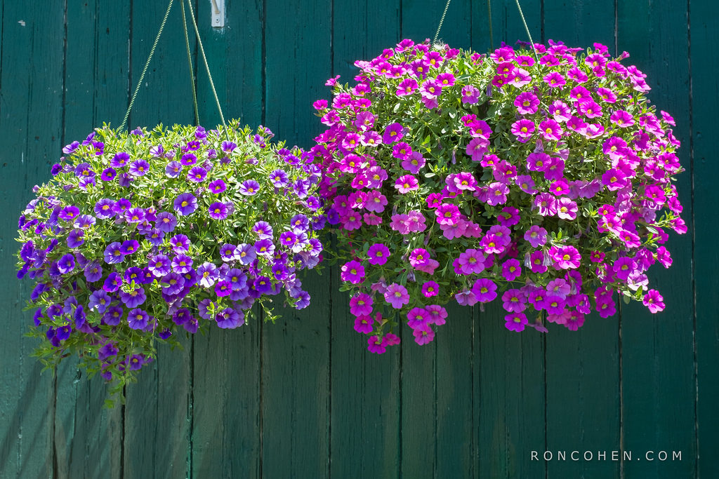 como propagar lambari roxo