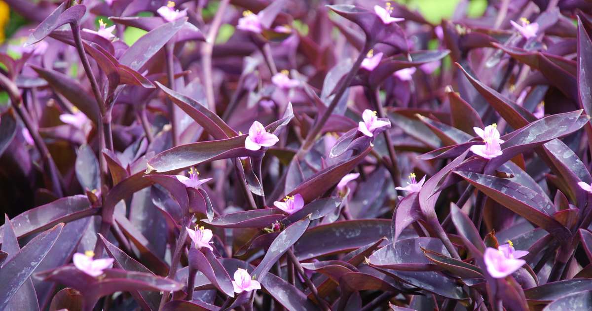 planta pendente roxa