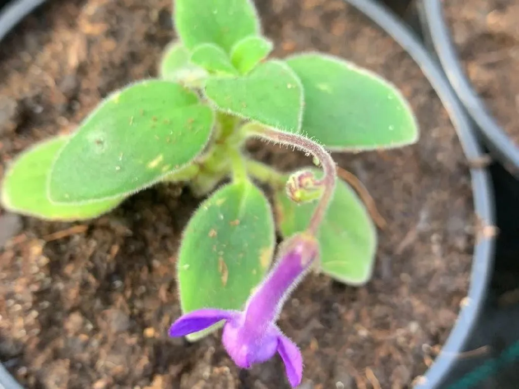 melhores plantas pendentes roxas para decorar