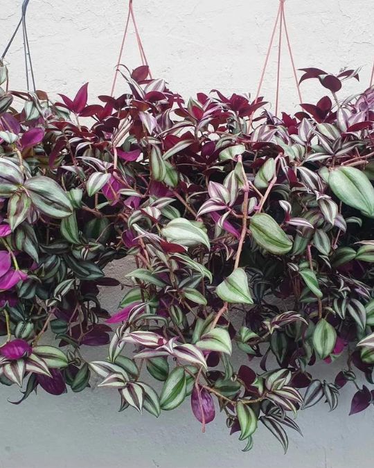 erros comuns ao cuidar de plantas pendentes roxas