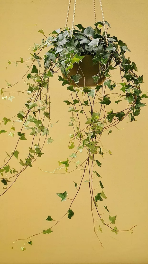quanto custa uma planta pendente roxa