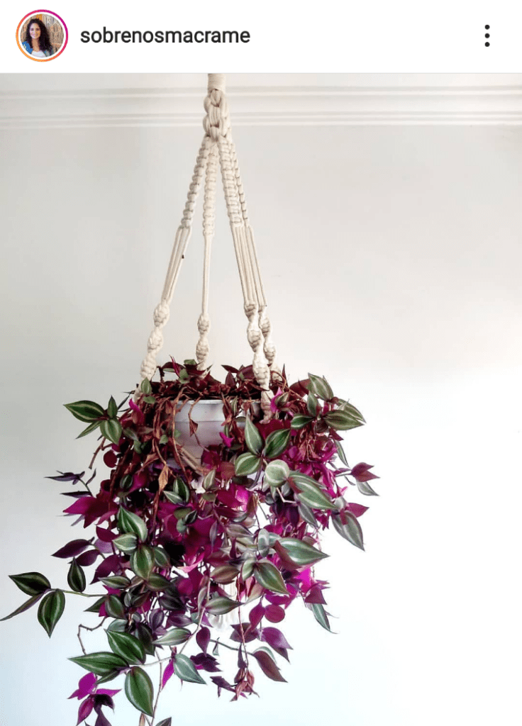 como propagar lambari roxo