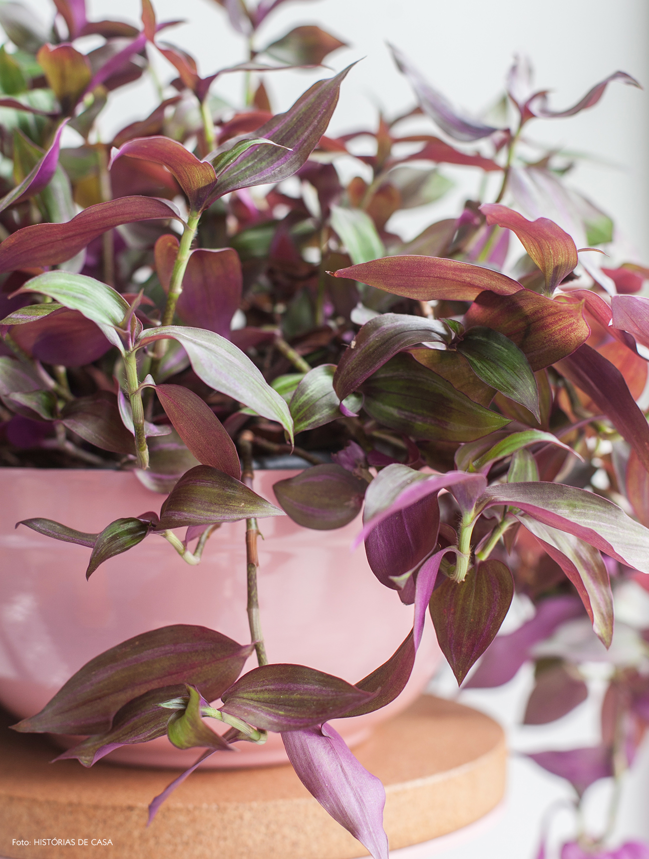 planta pendente roxa