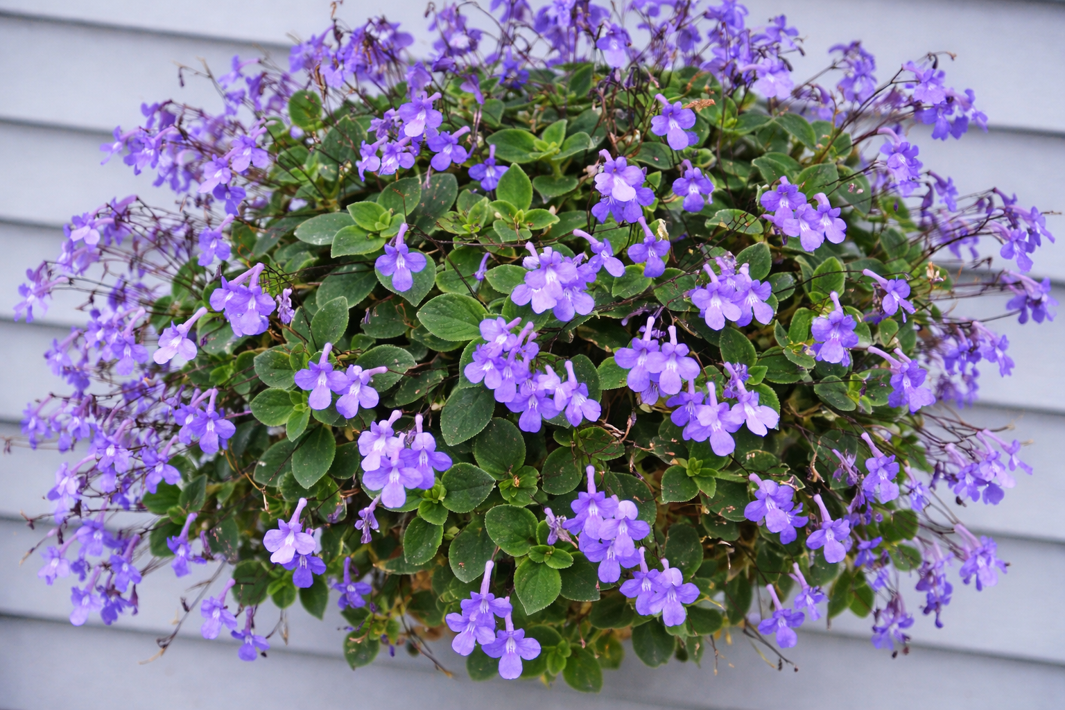 lambari roxo vs trapoeraba roxa qual escolher