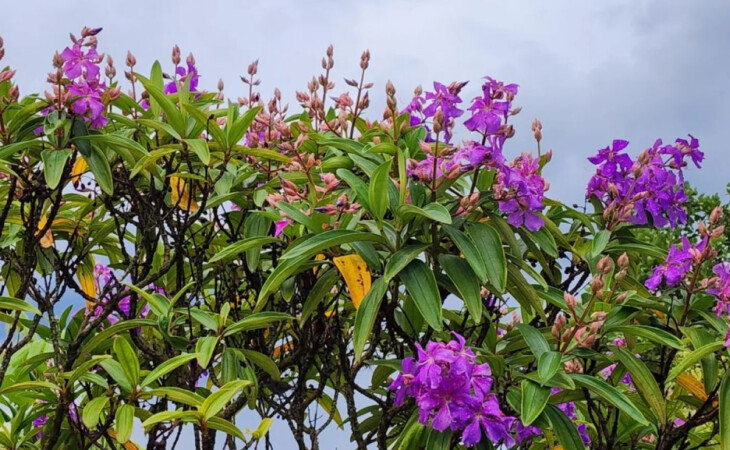 árvores roxas para jardim inspiradoras