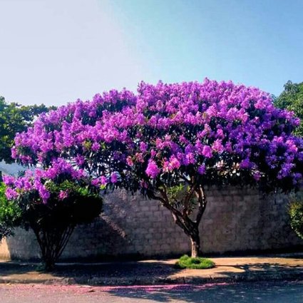 erros comuns ao plantar quaresmeira em vaso