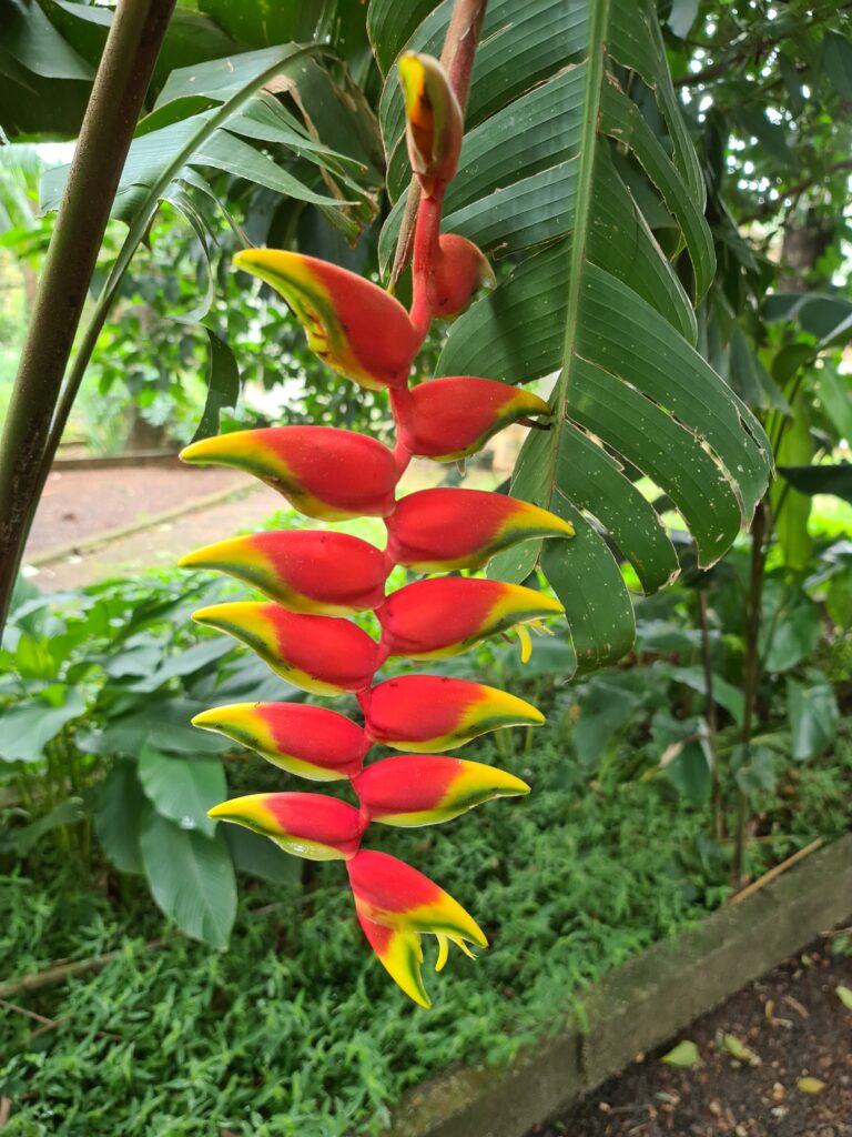 Planta que parece bananeira