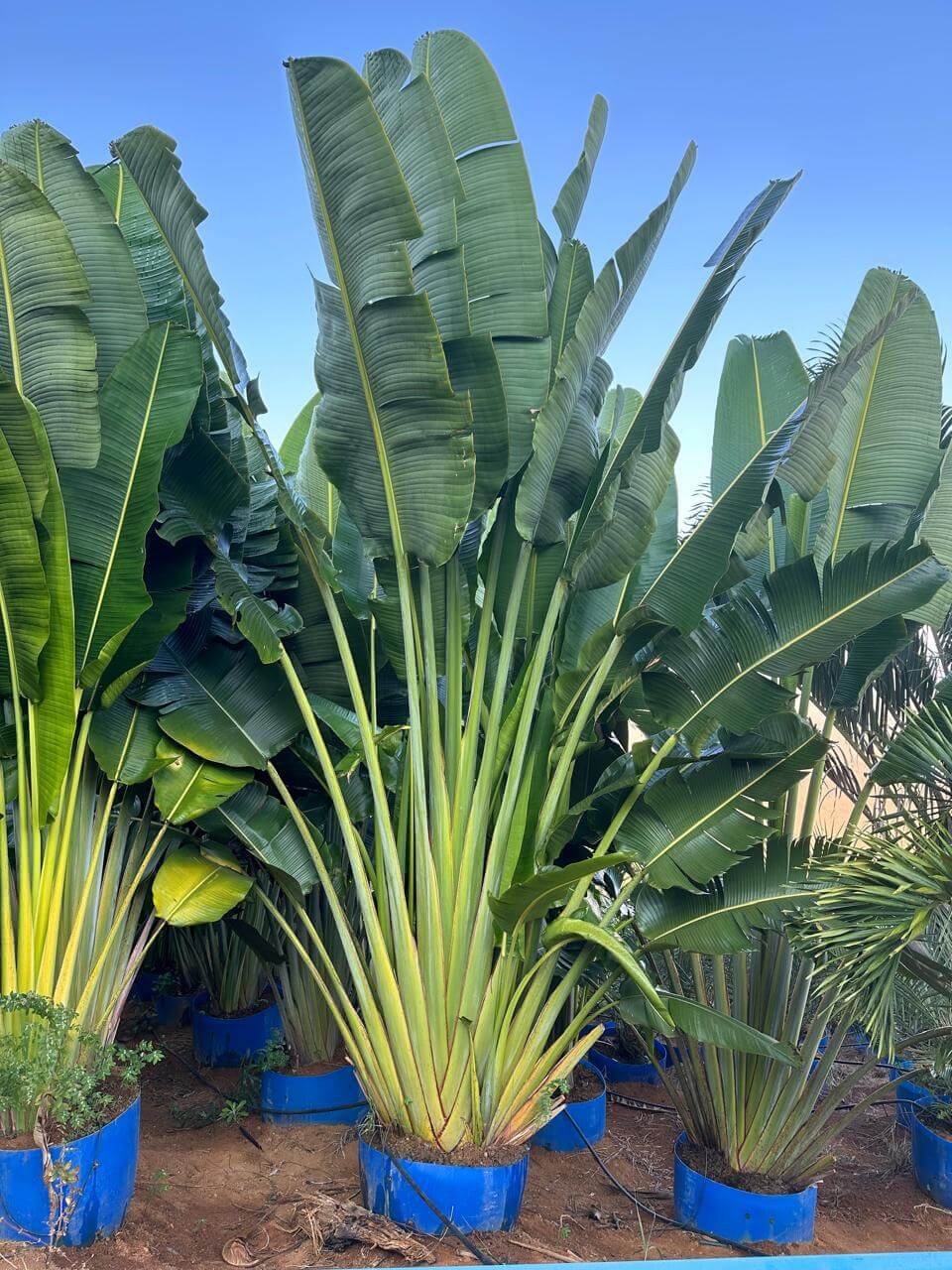 Bananeira ornamental