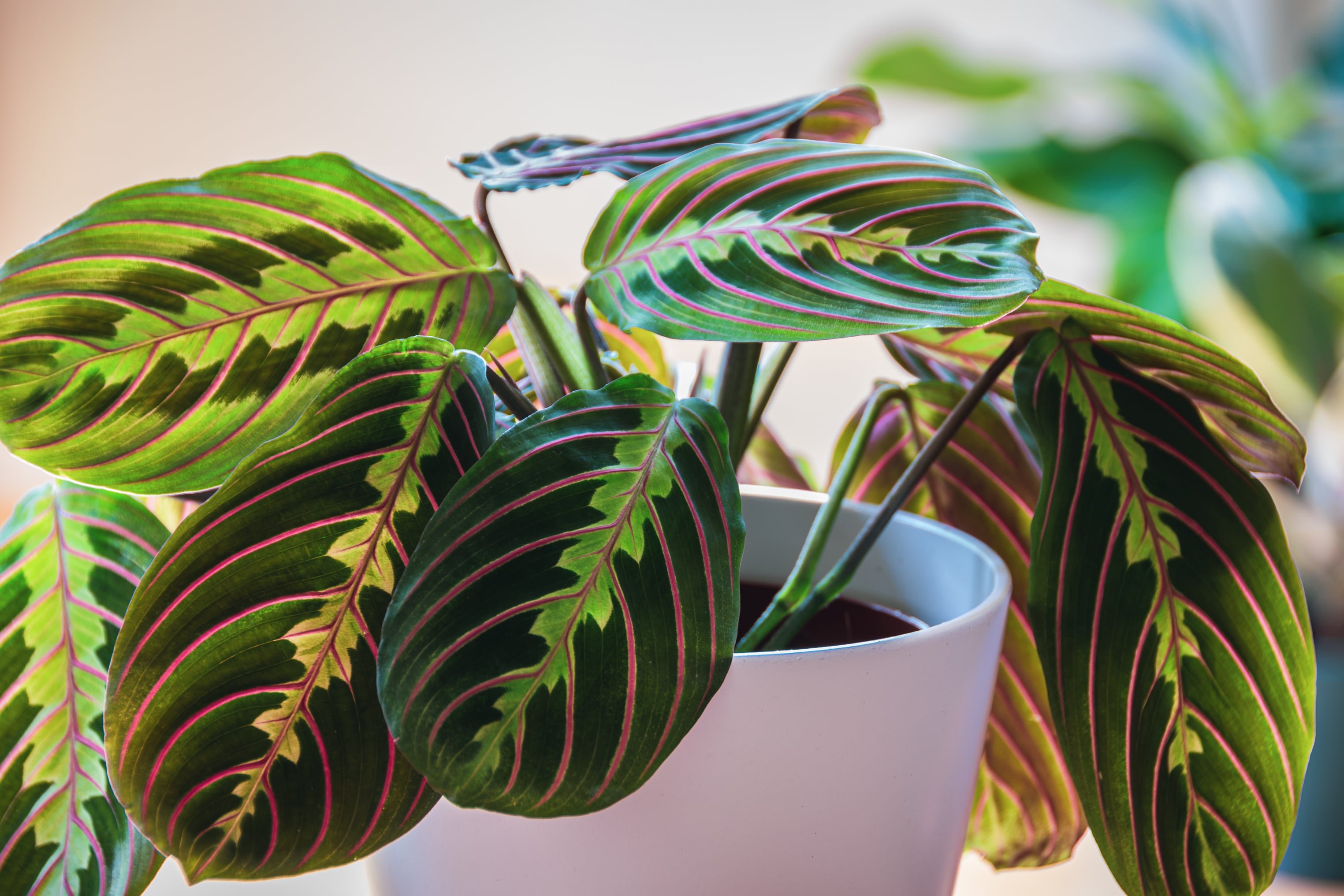 maranta leuconeura cuidados